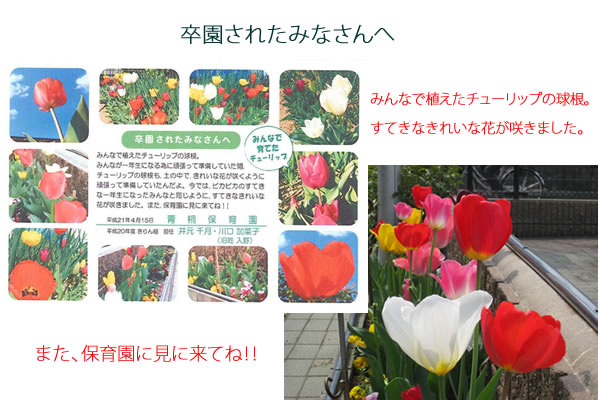 チューリップ